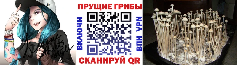 Псилоцибиновые грибы Cubensis  Нытва 